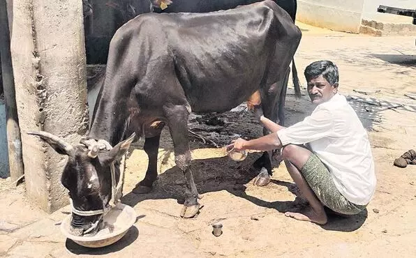 రైతు ఇంట మిరాకిల్..12 ఏళ్లుగా పాలిస్తున్న ఆవు