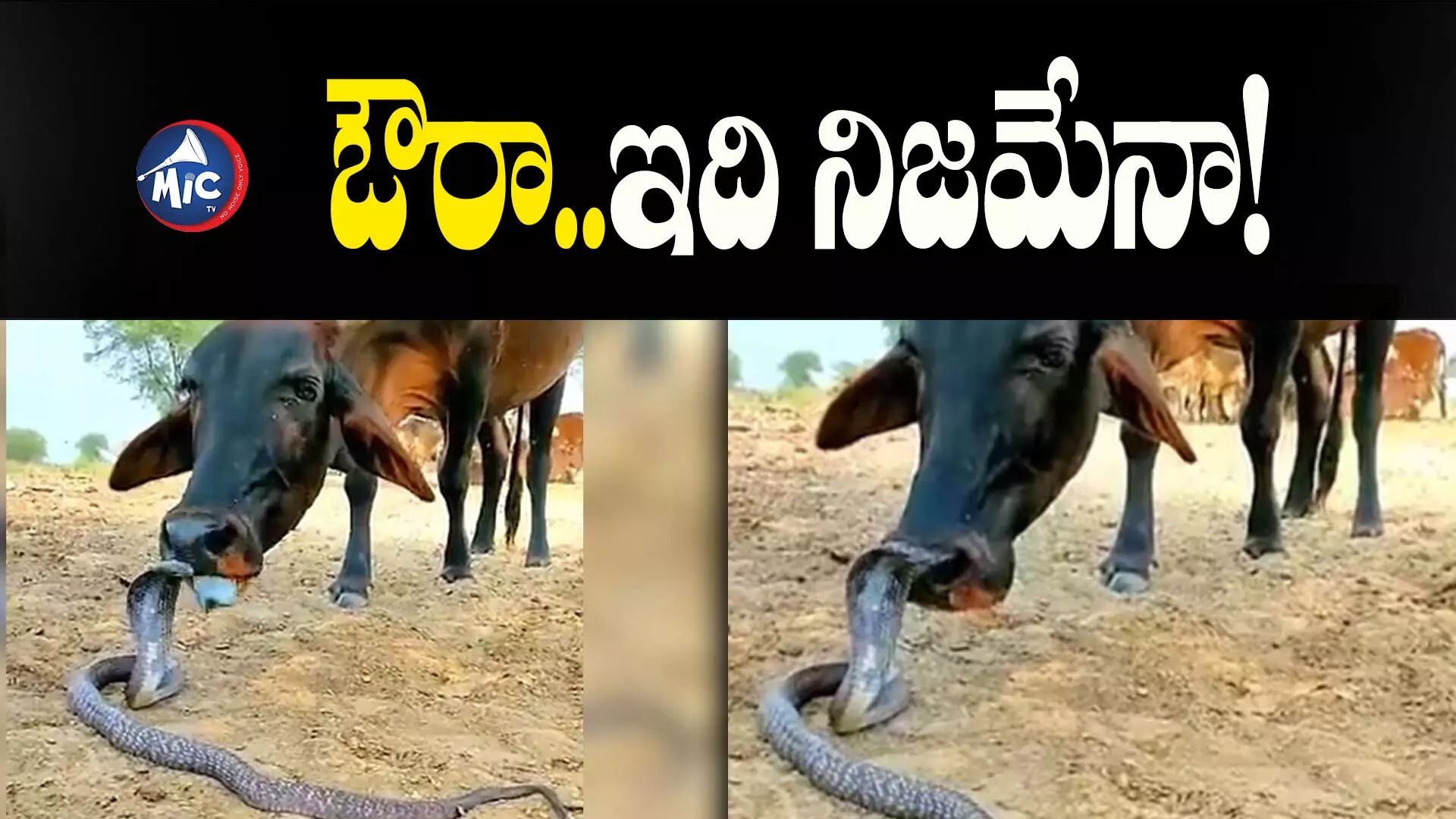 Viral News : పామును ముద్దాడిన ఆవు..ఆ తరువాత ఏమైందంటే!