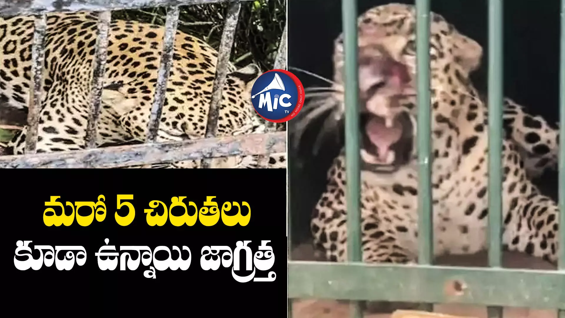 చిరుత పోయి ఎలుగుబంటి వచ్చే....