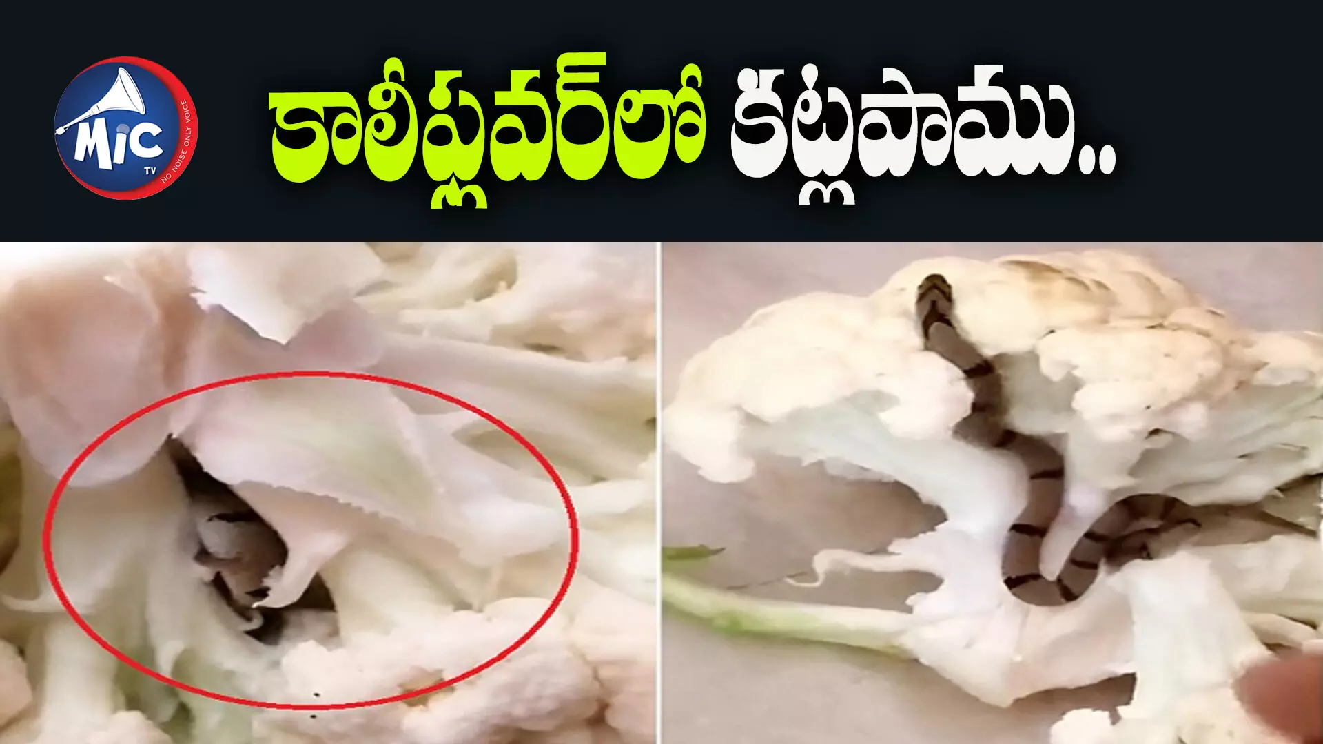 Snake In Cauliflower: కాలీఫ్లవర్⁬లో కట్లపాము.. మినీ హార్ట్ అటాక్ కన్ఫార్మ్