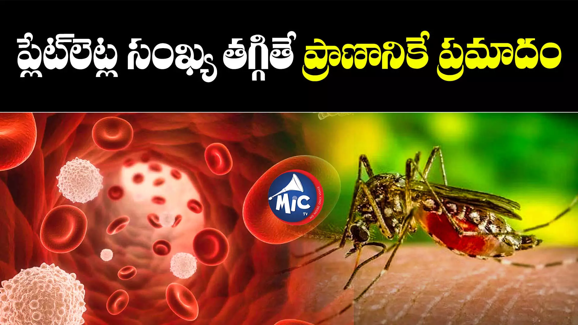 Health Update : రాష్ట్రంలో డేంజర్ బెల్స్.. విజృంభిస్తోన్న డెంగీ.. ఈ జిల్లాల్లోనే అధికం