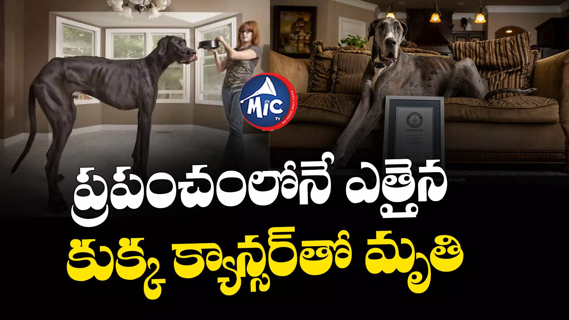 Worlds tallest dog:గిన్నిస్ రికార్డ్ సాధించిన కుక్క.. బోన్ క్యాన్సర్ తో మృతి