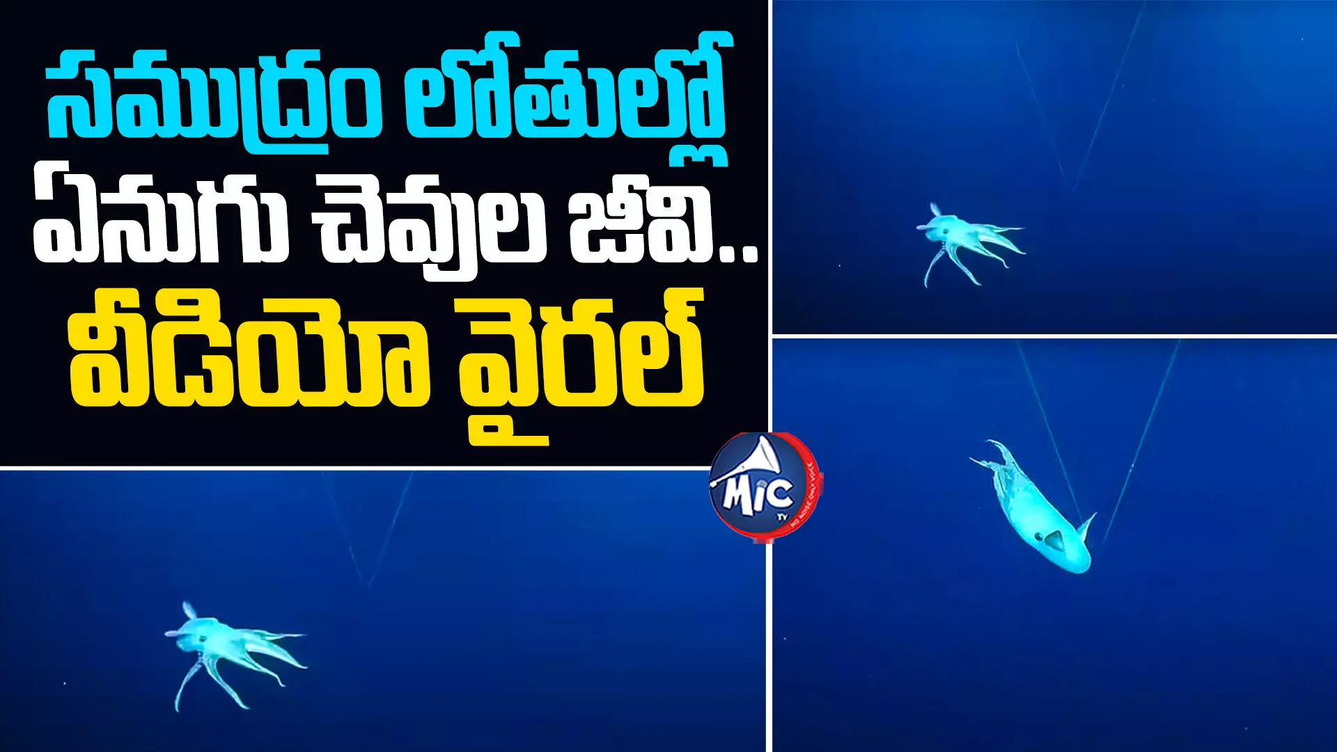 Dumbo Octopus : సముద్రం లోతుల్లో ఏనుగు చెవుల జీవి.. వీడియో వైరల్