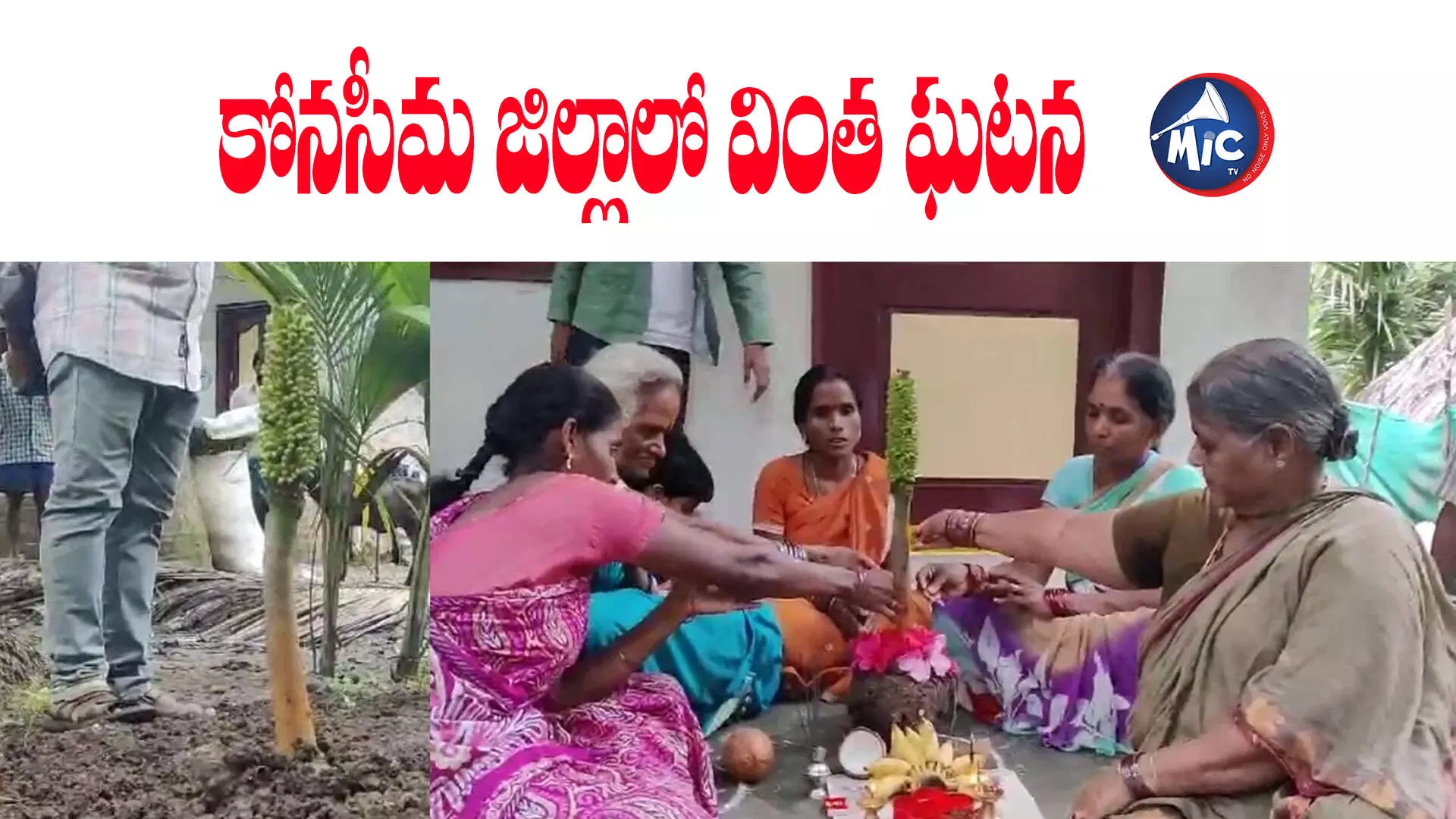 కంద గడ్డకు అరటిగెల...కోనసీమ జిల్లాలో వింత ఘటన