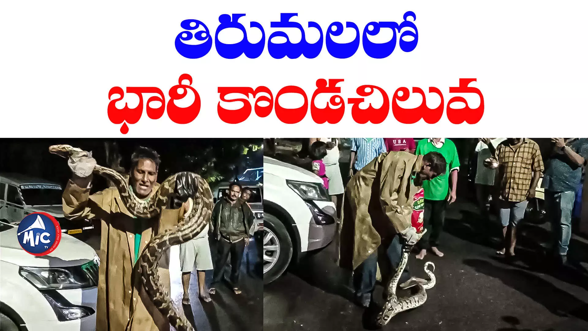 Tirumala: తిరుమలలో భారీ కొండ చిలువ.. భయంతో పరుగులు తీసిన జనం..