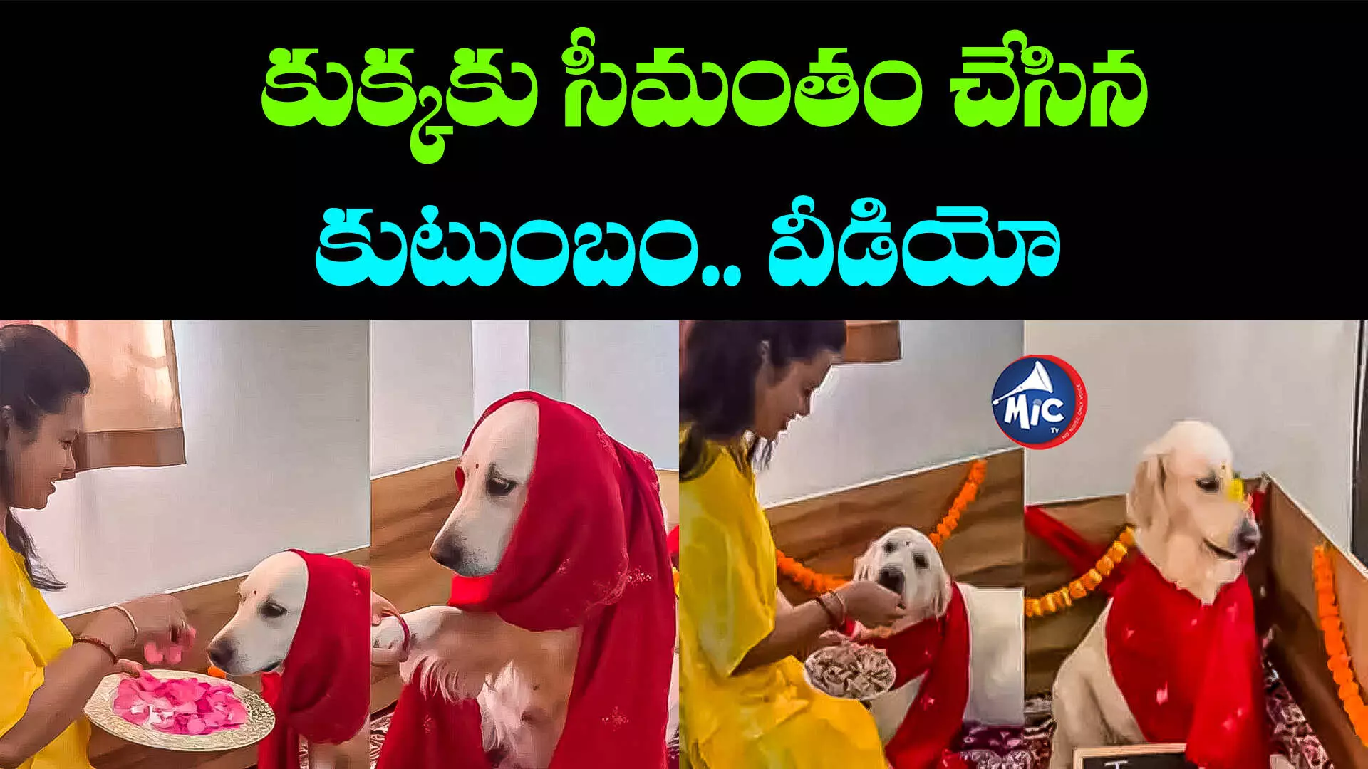 Viral: గర్భం దాల్చిన రోజీ... బొట్టు, పూలు, గాజులతో సీమంతం..!!