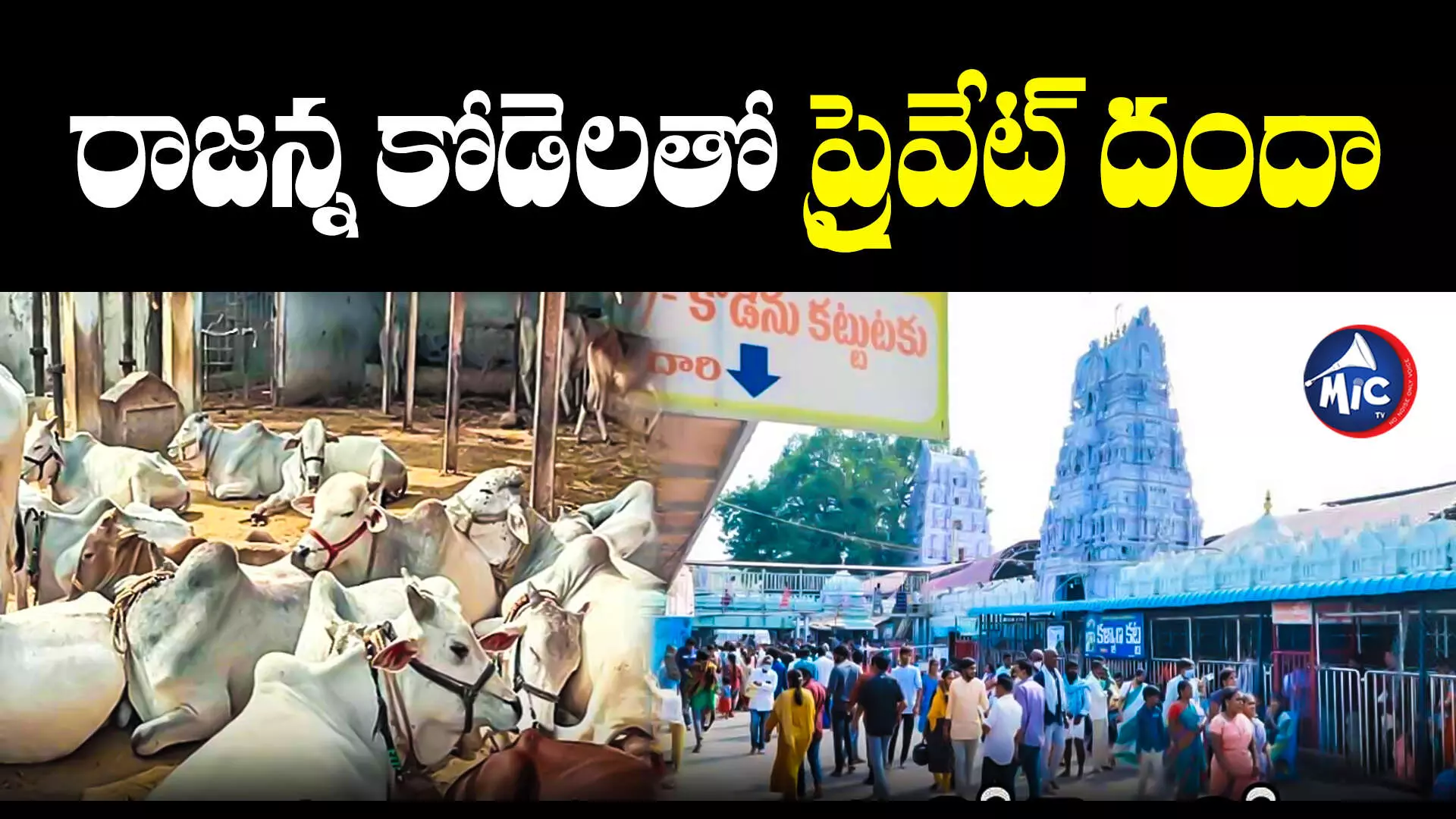 Vemulawada Rajanna Temple : వేములవాడలో ప్రైవేట్​ దందా.. ఇష్టారీతిన ఆలయ కోడెలను..!