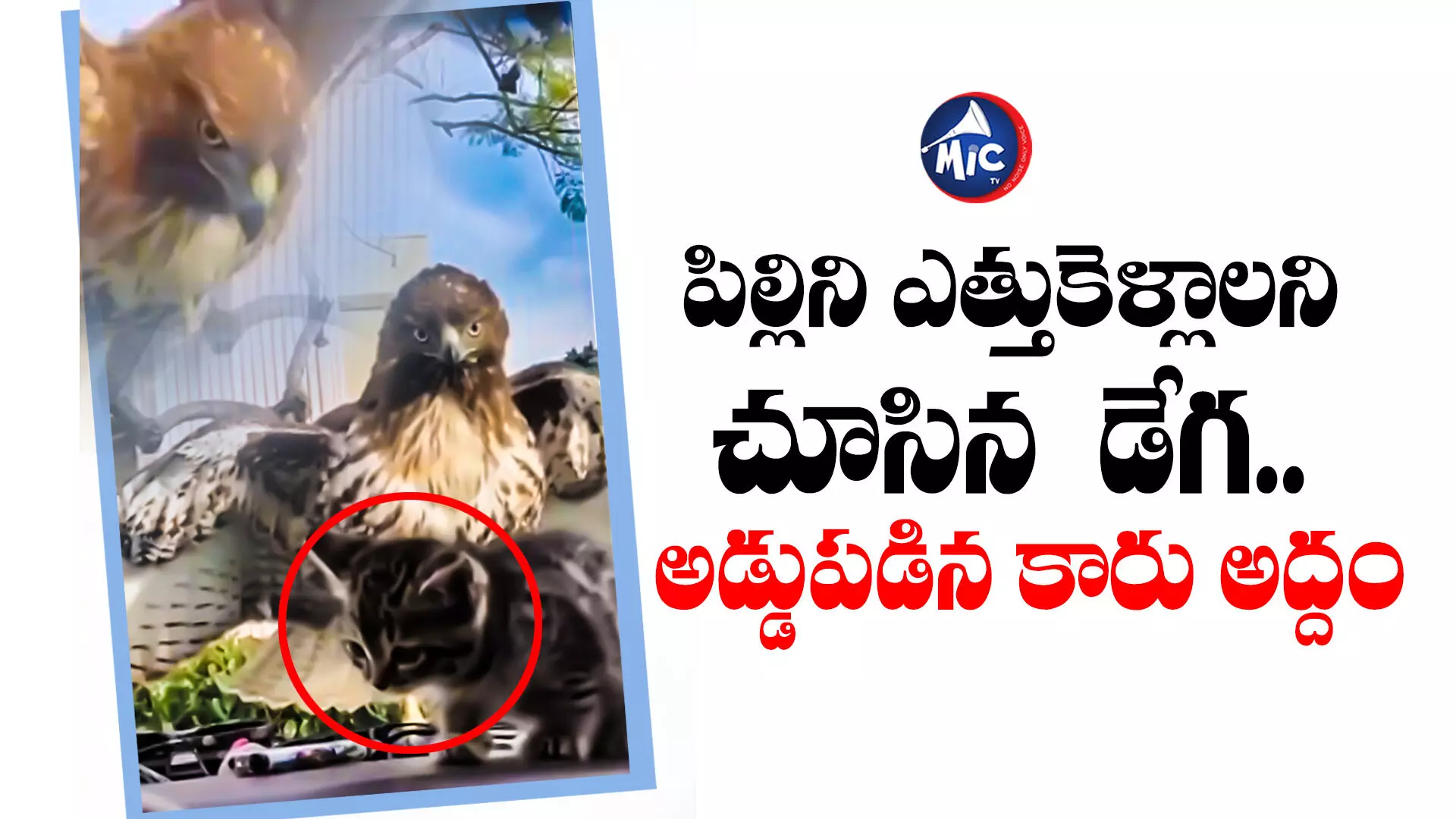 Viral Video: పిల్లిని ఎత్తుకెళ్లాలని చూసిన డేగ.. అడ్డుపడిన కారు అద్దం