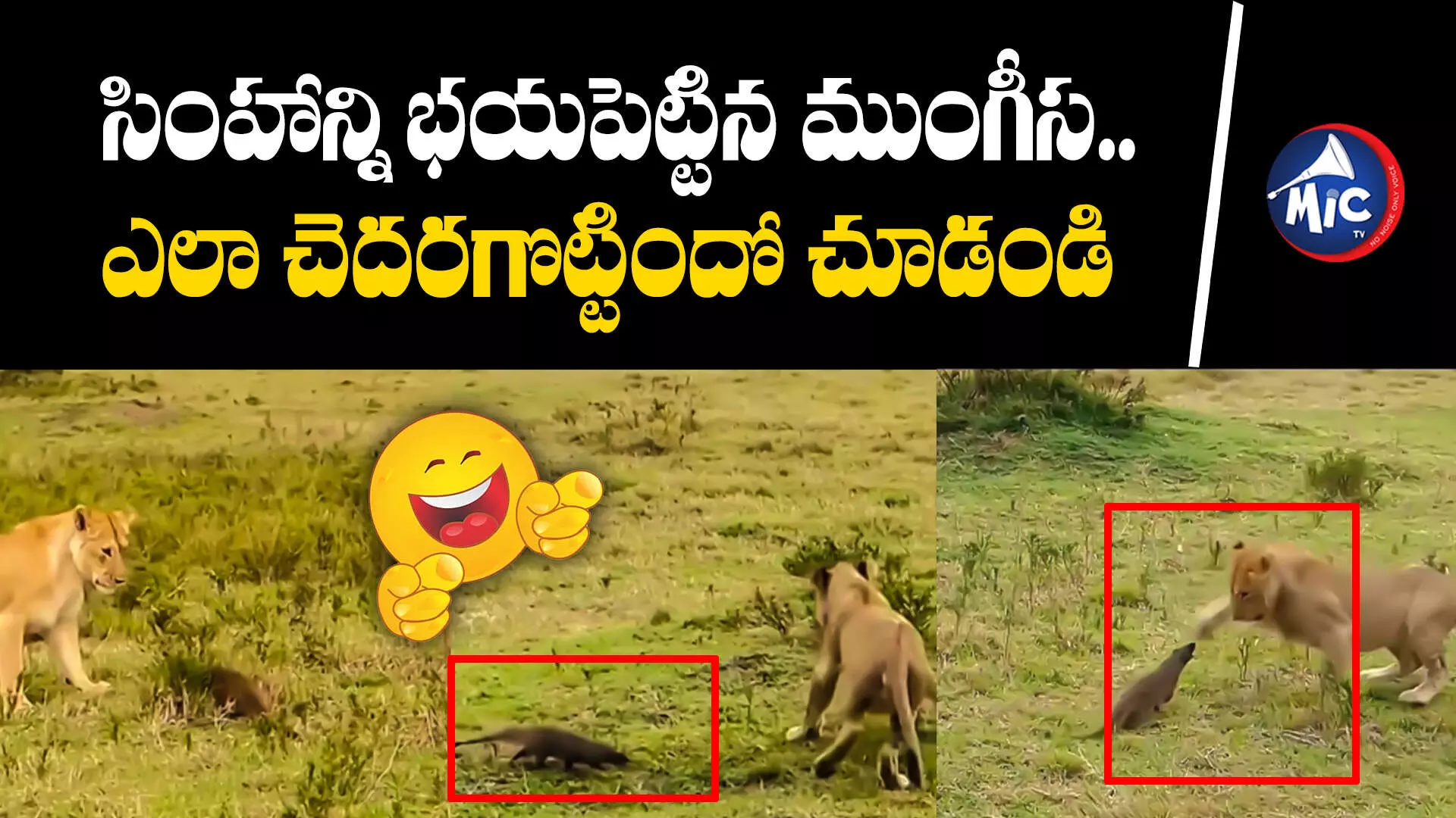 Viral Video: సింహాన్ని భయపెట్టిన ముంగీస.. ఎలా చెదరగొట్టిందో చూడండి