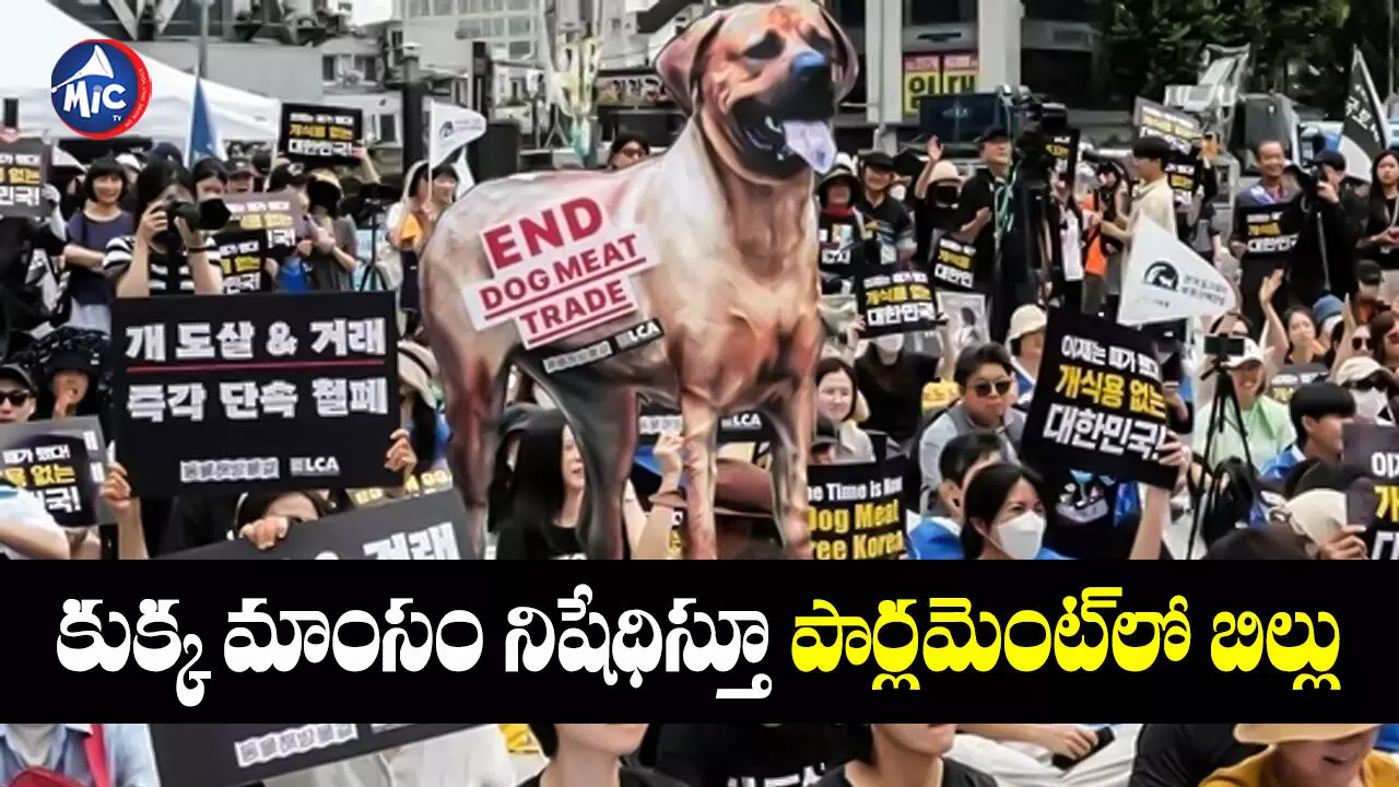 Dog Meat : శతాబ్ధాల సంప్రదాయానికి చెక్.. కుక్క మాంసం తింటే 3 ఏళ్ల జైలు శిక్ష