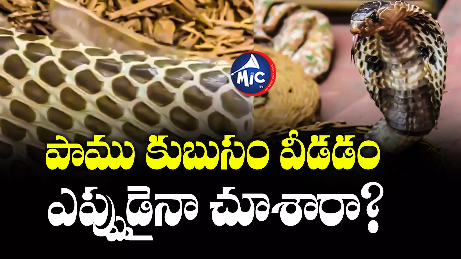 VIRAL VIDEO: పాము కుబుసం వీడడం ఎప్పుడైనా చూశారా?