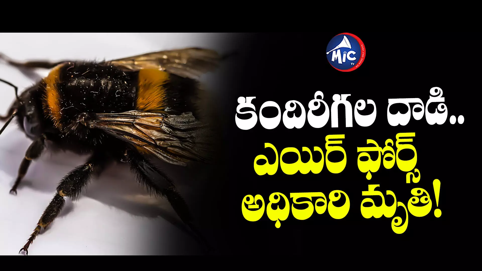 Bumble Bee : కందిరీగల దాడి.. ఎయిర్ ఫోర్స్ అధికారి మృతి!