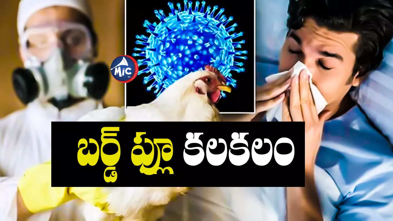 Bird flu : ఏపీలో బర్డ్ ప్లూ టెన్షన్.. చికెన్ తినొద్దని సూచన!