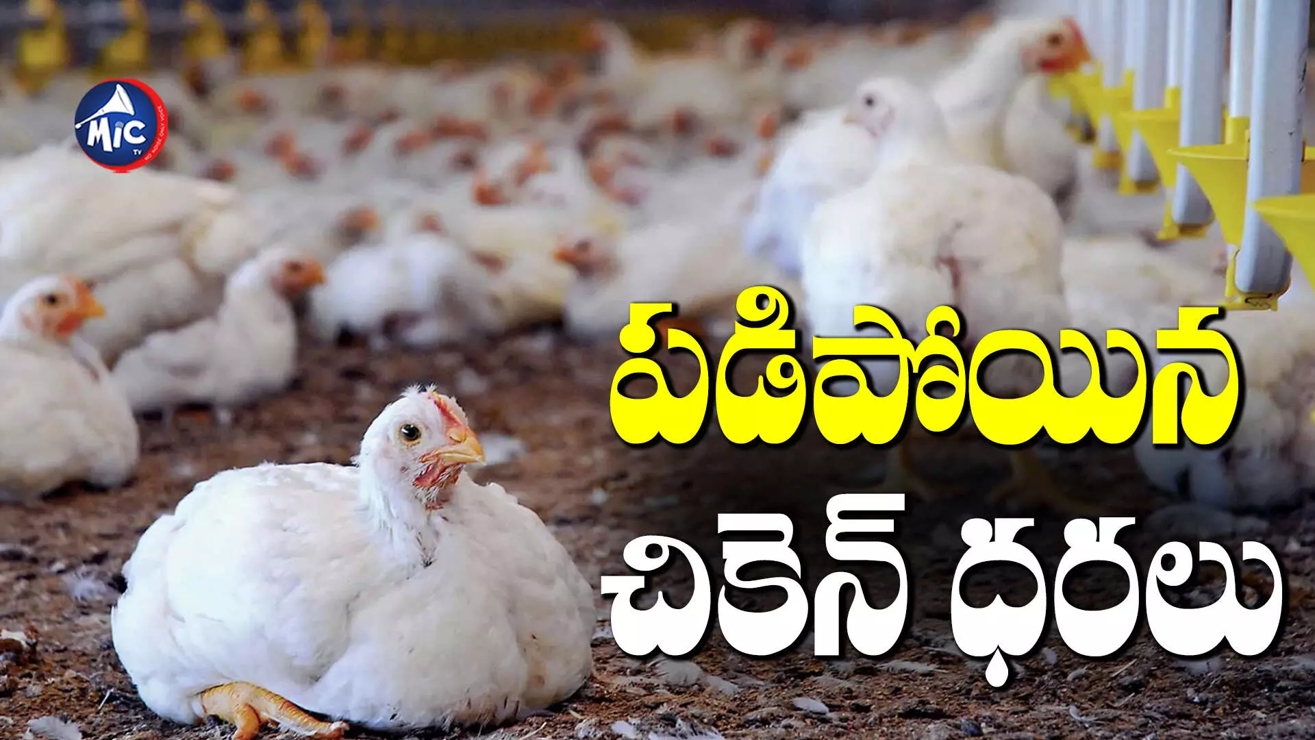 Bird flu : ఏపీలో బర్డ్‌ ఫ్లూ టెన్షన్.. వేలాది కోళ్లు మృత్యువాత